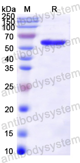 Recombinant Mouse HSPD1 Protein, N-His