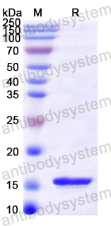 Recombinant Mouse IRF1 Protein, N-His