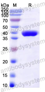 Recombinant Mouse SCGB1A1/Uteroglobin Protein, N-GST & C-His