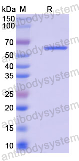Recombinant Mouse SRC Protein, N-His