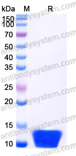 Recombinant Mouse MIF/GIF Protein, C-His