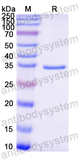 Recombinant Mouse CD1d Protein, N-His