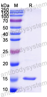 Recombinant Mouse CD152/CTLA4 Protein, N-His