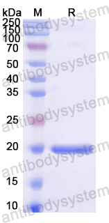 Recombinant Mouse CD62E/SELE Protein, N-His