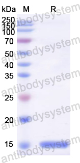 Recombinant Mouse PVALB Protein, N-His