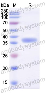Recombinant Mouse CD9 Protein, N-GST & C-His
