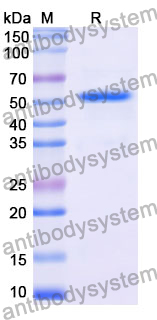 Recombinant Mouse TGM2 Protein, N-His