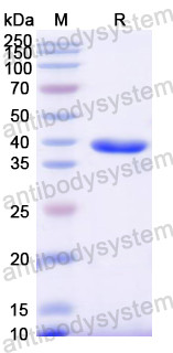 Recombinant Mouse GAL Protein, N-GST & C-His
