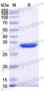 Recombinant Mouse CD206/MRC1 Protein, N-His