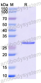 Recombinant Mouse OMG Protein, N-His