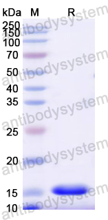 Recombinant Mouse BDNF Protein, N-His