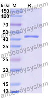 Recombinant Mouse GUCY2C/GCC Protein, N-His