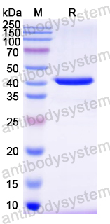 Recombinant Mouse ITGB8 Protein, N-His