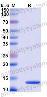 Recombinant Mouse PIK3R1/PI3-kinase p85-alpha Protein, N-His