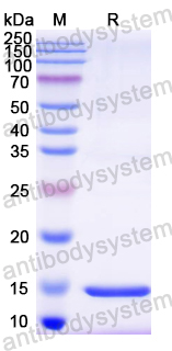 Recombinant Mouse CD34 Protein, N-His