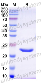 Recombinant Mouse PEBP1 Protein, N-His