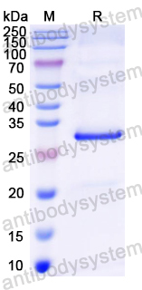 Recombinant Mouse CD132/IL2RG Protein, N-His