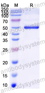 Recombinant Mouse DSG3 Protein, N-His