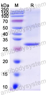 SDS-PAGE for Recombinant Mouse HSPA4 Protein, N-His ?>
