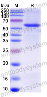 Recombinant Mouse GGT5 Protein, N-His