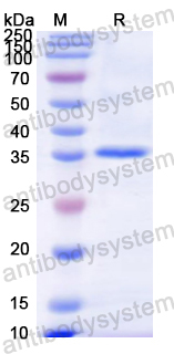 Recombinant Mouse PPARG Protein, N-His