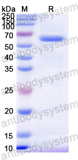 Recombinant Mouse PPARG Protein, N-His