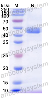 Recombinant Mouse CDKN1A Protein, N-GST & C-His