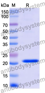 Recombinant Mouse COL18A1 Protein, N-His