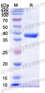 Recombinant Mouse CD110/MPL Protein, N-GST & C-His