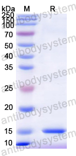 Recombinant Mouse CD79β/CD79B Protein, N-His