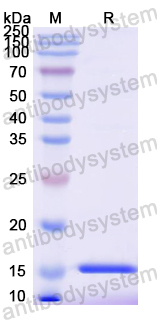 Recombinant Mouse CDKN2A/p16INK4a Protein, N-His