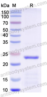 Recombinant Mouse 5HT3/HTR3A Protein, N-His