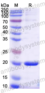 Recombinant Mouse NSF Protein, N-His