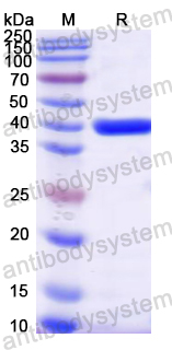 Recombinant Mouse CAMP Protein, N-GST & C-His