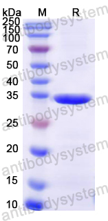 Recombinant Mouse PPT1 Protein, N-His
