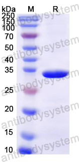 Recombinant Mouse SLC16A1/MCT1 Protein, N-GST & C-His