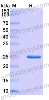 Recombinant Mouse CDH4 Protein, N-His