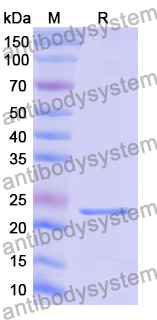 Recombinant Mouse CDH11 Protein, N-His