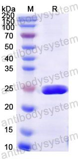 Recombinant Mouse CD49a/ITGA1/VLA-1 Protein, N-His