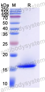 Recombinant Mouse TCL1A Protein, N-His
