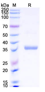 SDS-PAGE for Recombinant Mouse WNT3 Protein, N-His ?>