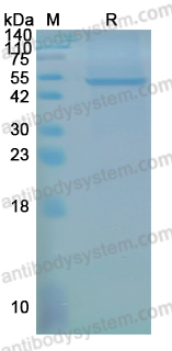 Recombinant Mouse GSDMD/Gasdermin-D Protein, N-His