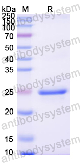 Recombinant Mouse NUCB2 Protein, N-His