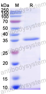 Recombinant Mouse HAMP/Hepcidin Protein, N-GST & C-His