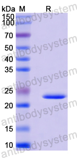 Recombinant Mouse NDP/Norrin Protein, N-His-SUMO