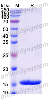 Recombinant Mouse MECOM Protein, N-His