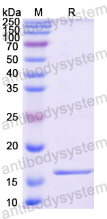 Recombinant Mouse CD137/TNFRSF9/4-1BB Protein, N-His