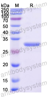 Recombinant Mouse CD91/LRP1 Protein, N-His