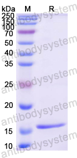 Recombinant Mouse CD47/MER6 Protein, N-His