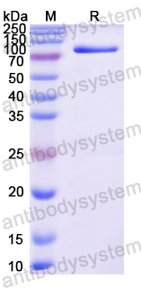 Recombinant Mouse TRAP1 Protein, N-His